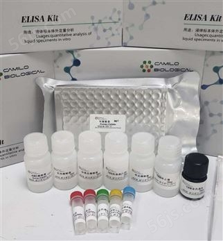 血管生成素2（ANG2）大鼠elisa试剂盒